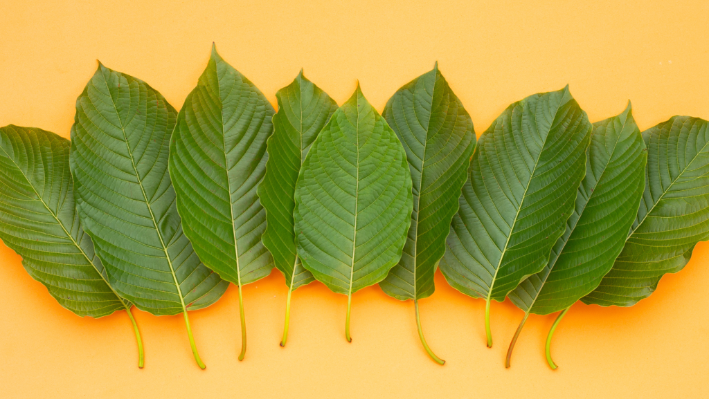 best kratom vendors of 2024
