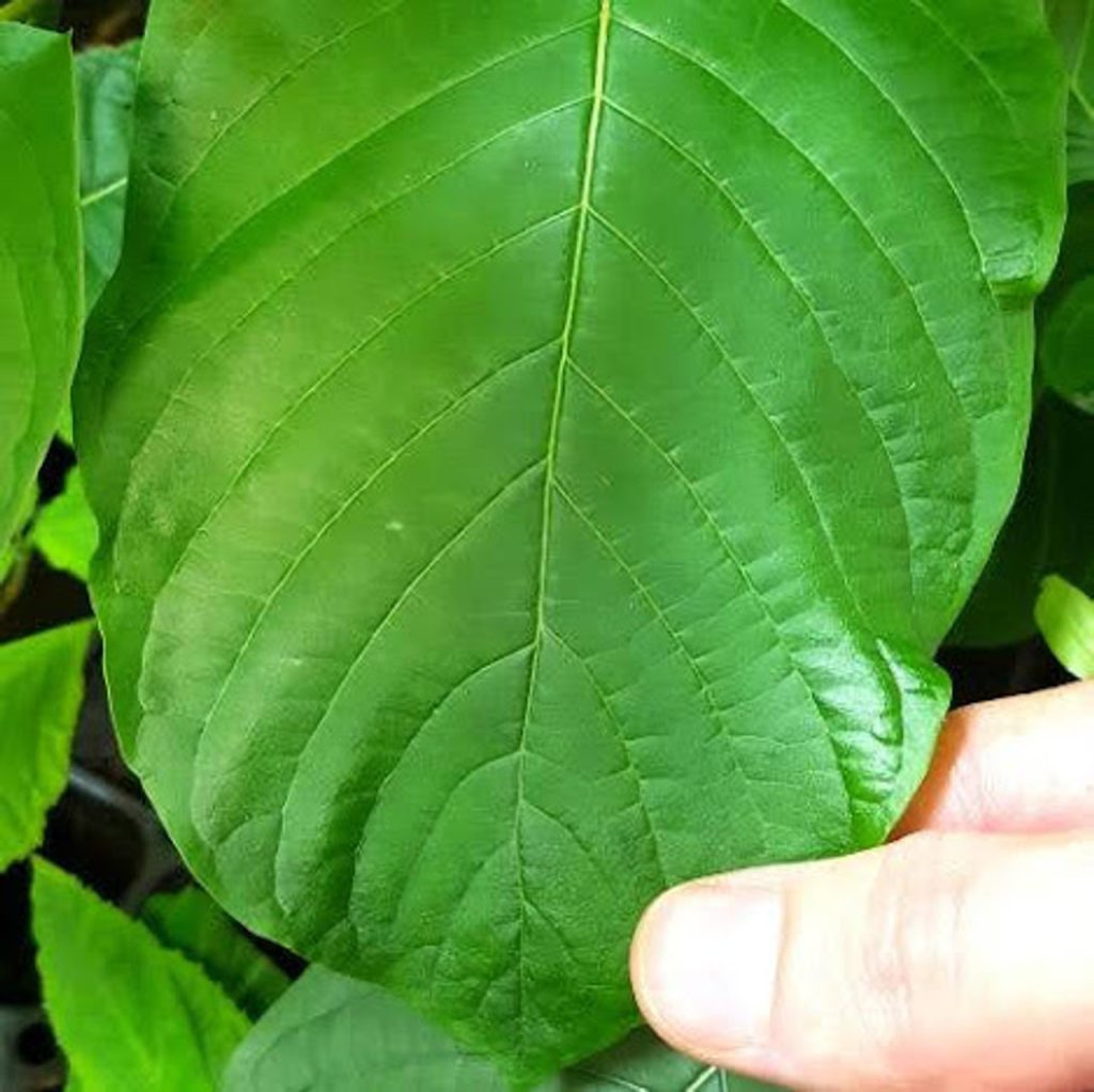 top kratom vendors