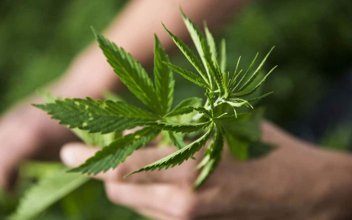 Texas Tightrope: Examining the Legality of THC-O