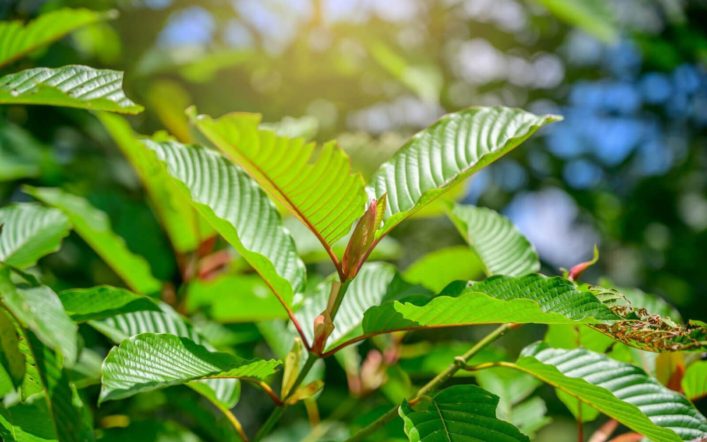 Nature’s Secret Weapon: How Kratom Promotes Peace Amidst Stress