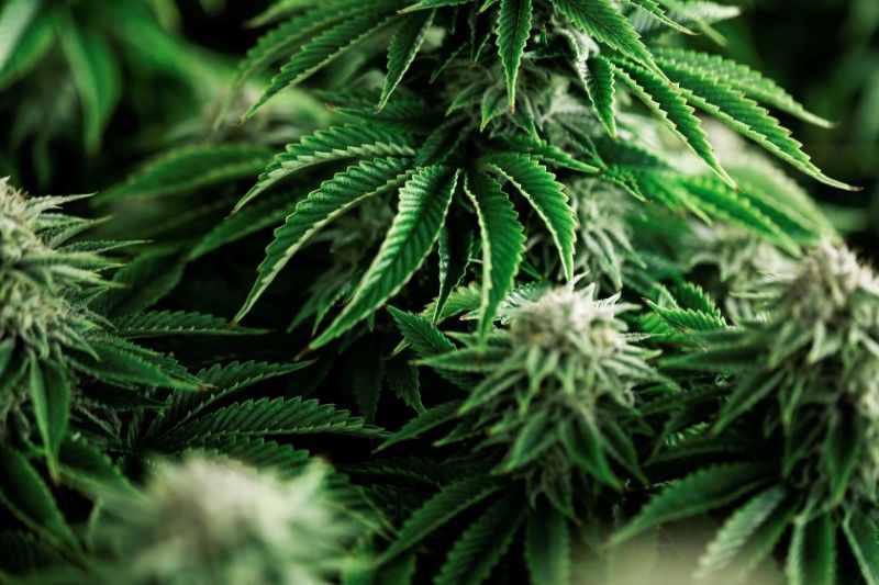 sex panther strain 